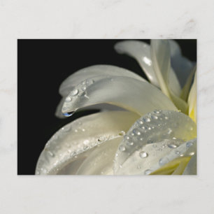 Postal Flor blanca de foto macro