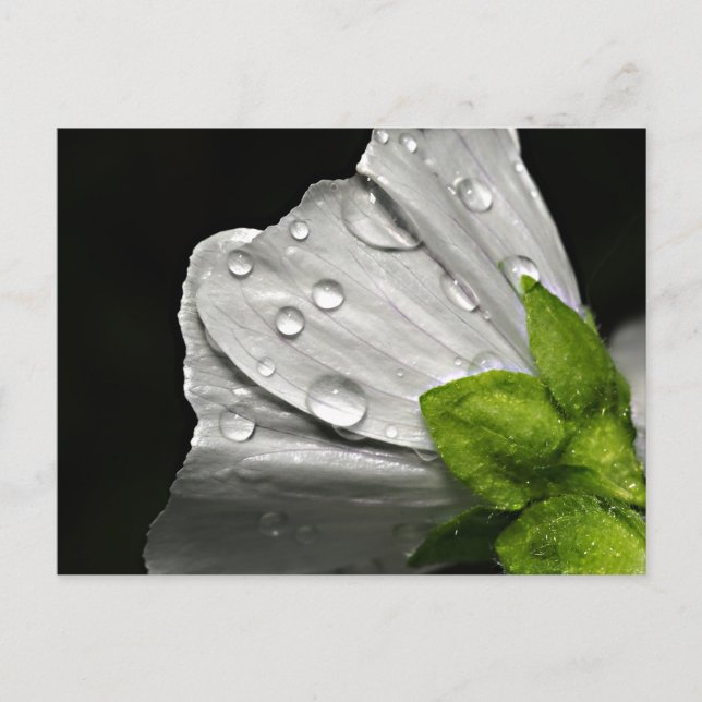 Postal Flor blanca de foto macro (Anverso)