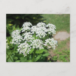 Postal Flor blanca de Lacy