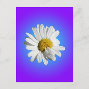 Postal Flor blanca de margarita floral gradiente azul púr