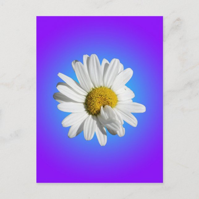 Postal Flor blanca de margarita floral gradiente azul púr (Anverso)