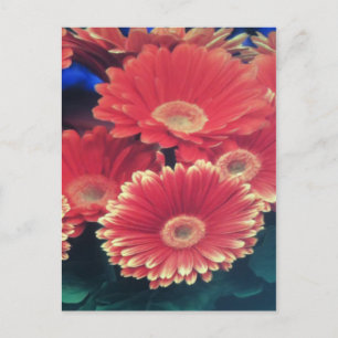 Postal Flor blanca de punta