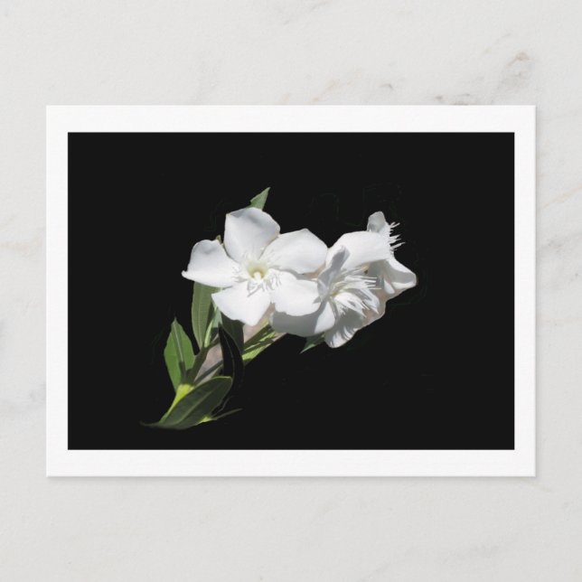 Postal Flor blanca - Oleander - sobre negro (Anverso)