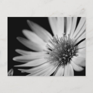 Postal Flor blanca y negra