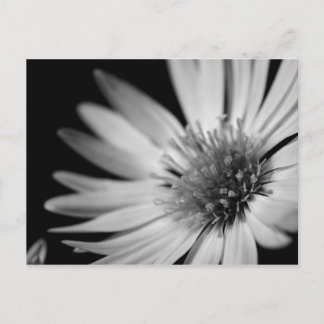 Postal Flor blanca y negra