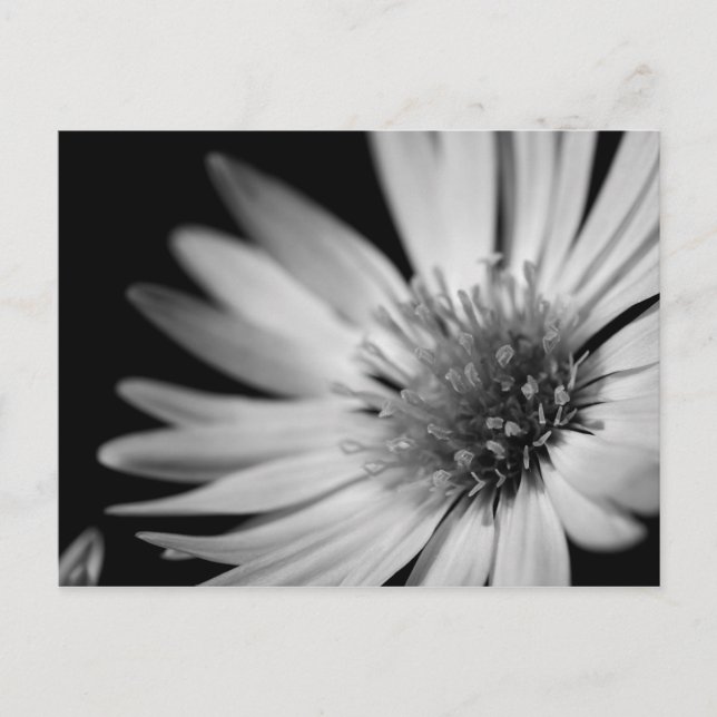 Postal Flor blanca y negra (Anverso)