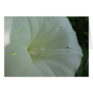 Postal flor blanqueada de viento, en blanco