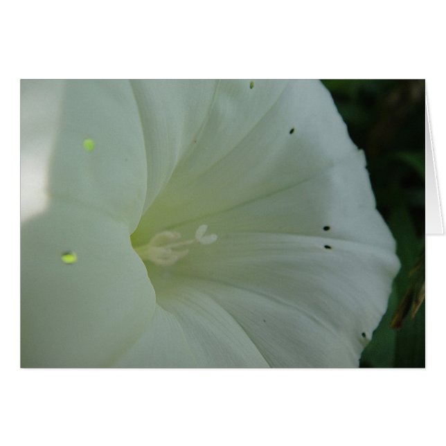 Postal flor blanqueada de viento, en blanco (Anverso (Horizontal))