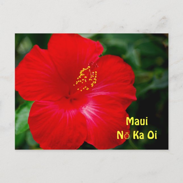 Postal Flor brillante roja hibiscus, Maui Hawaii (Anverso)
