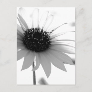 Postal Flor BW transparente