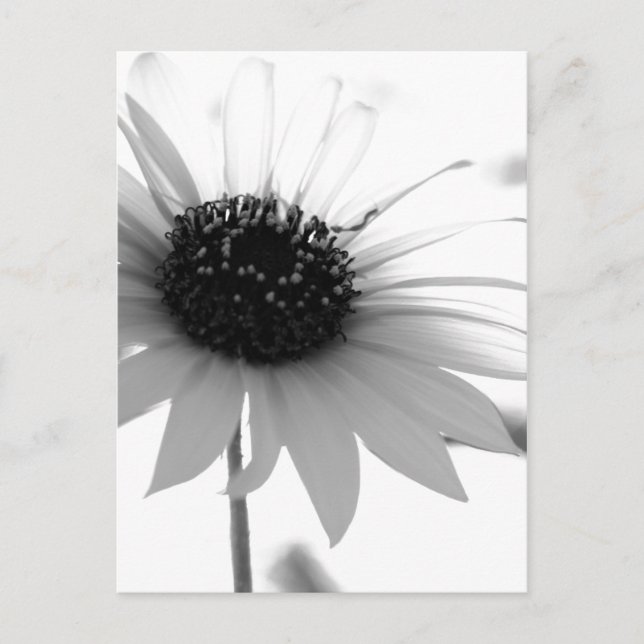Postal Flor BW transparente (Anverso)