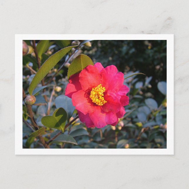 Postal flor camellia roja (Anverso)