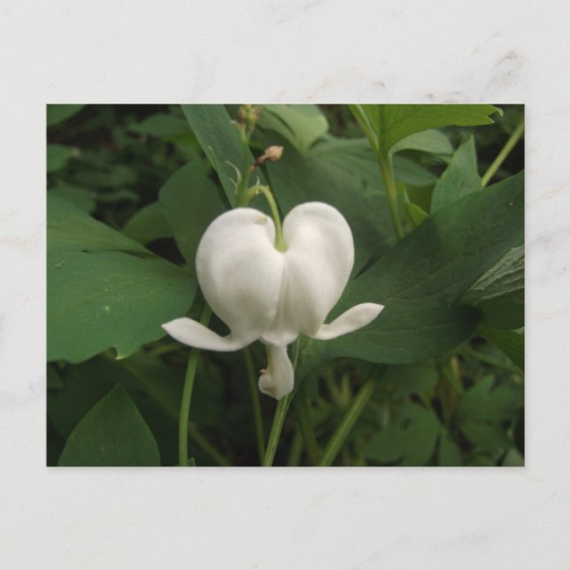 Postal Flor cardíaca sangrante (Anverso)