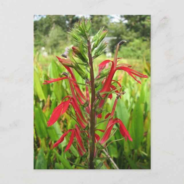 Postal Flor cardinal, Lobelia cardinalis (Anverso)