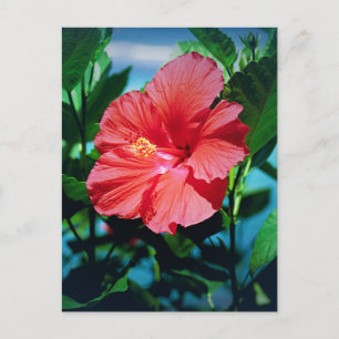 Postal Flor caribeña