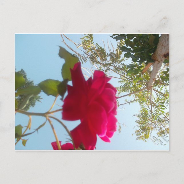 Postal Flor Celestial: Una Rosa Contra el Cielo (Anverso)