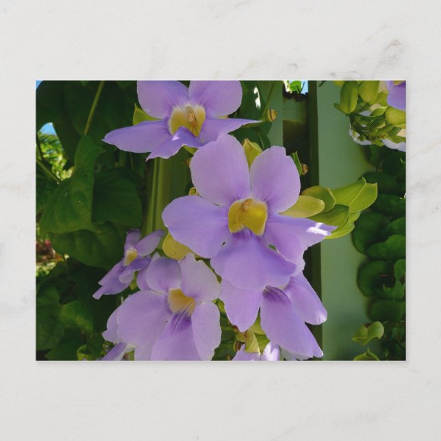 Postal Flor cielo Vino Tropical Morado Floral (Anverso)
