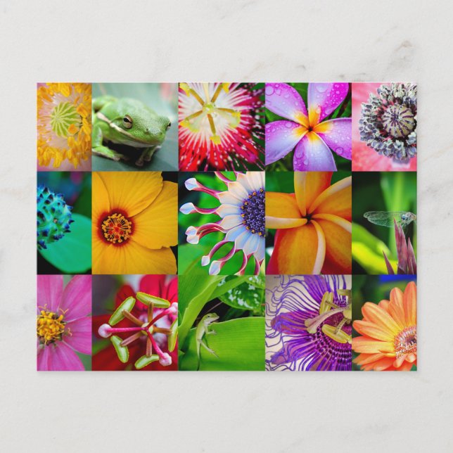 Postal Flor Collage Garden Floral Todas Las Ocasiones En  (Anverso)