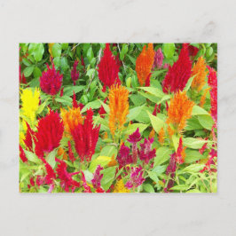 POSTAL FLOR COLORIDO #1