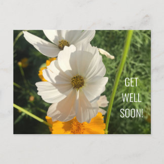 POSTAL FLOR COSMO BLANCA RECUPÉRATE PRONTO