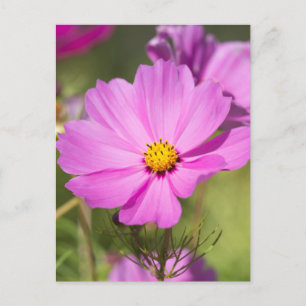 Postal Flor cosmológica rosa 2