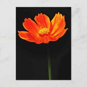 Postal Flor Cosmos