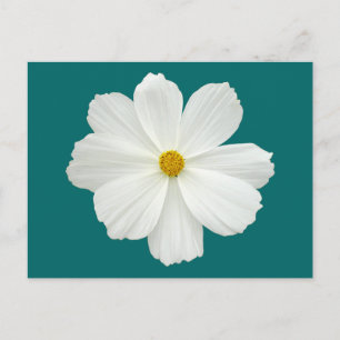 Postal Flor Cosmos Blanco