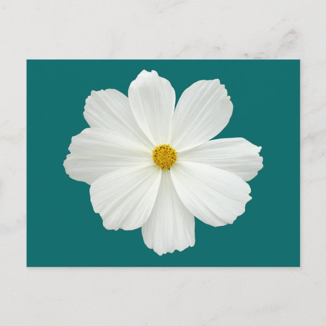 Postal Flor Cosmos Blanco (Anverso)