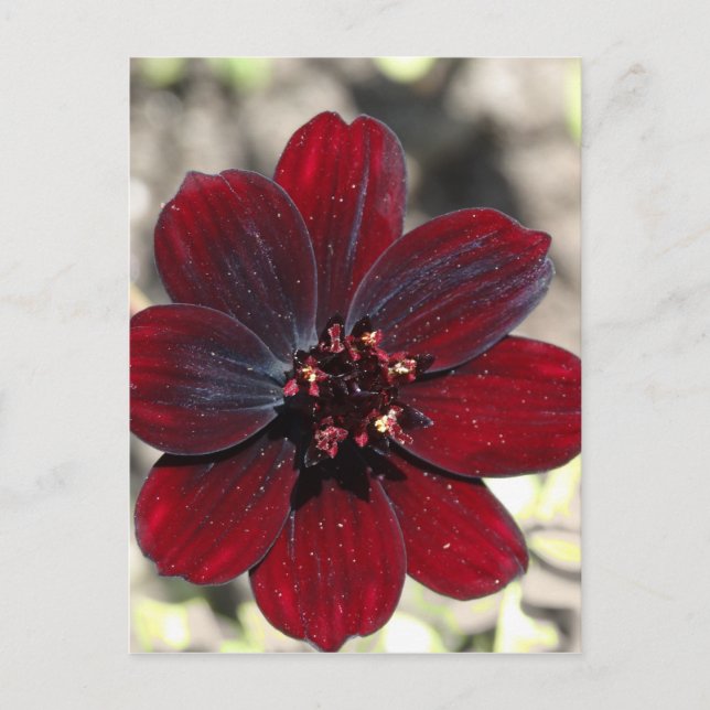 Postal Flor Cosmos de chocolate (Anverso)