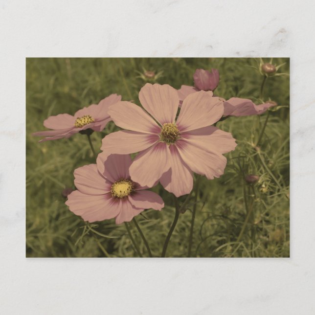Postal Flor Cosmos de color rosa oscuro (Anverso)