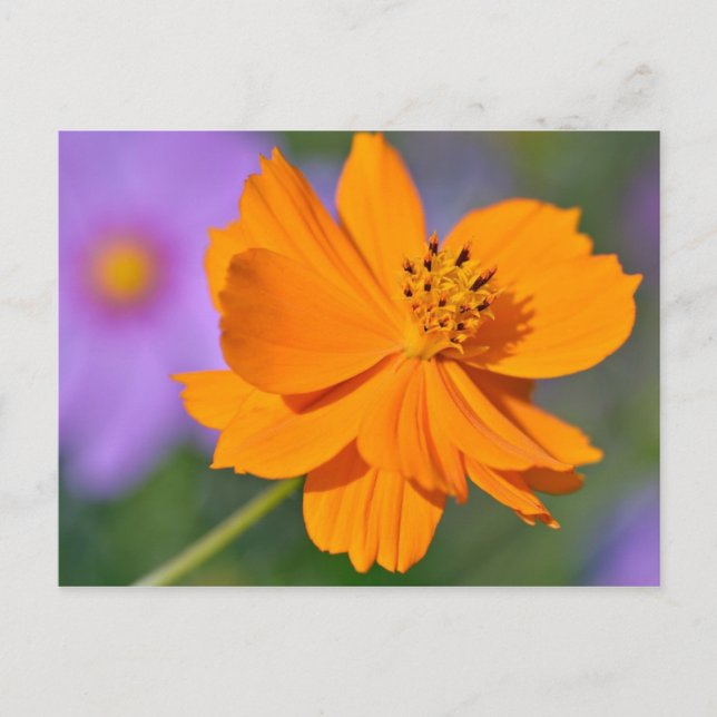 Postal flor cosmos naranja (Anverso)