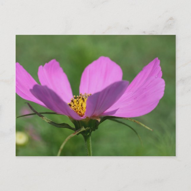 Postal Flor Cosmos Rosa Única (Anverso)