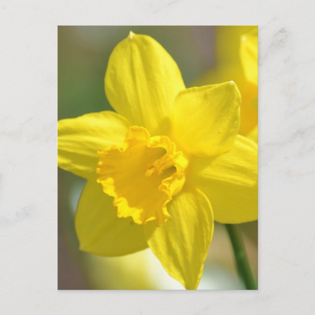 Postal Flor Daffodil Amarilla (Anverso)