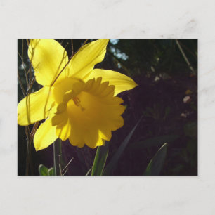 Postal flor daffodil amarilla a la luz del sol