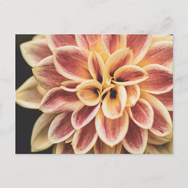 Postal Flor Dahlia de verano (arte floral) (Anverso)