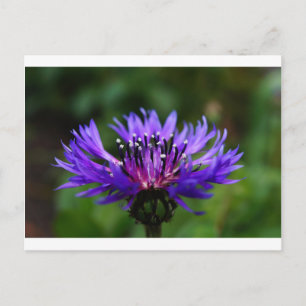 Postal Flor de Aciano Azul Flor de la Paz Amor Destino