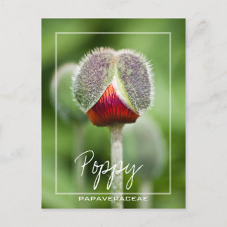 Postal Flor De Adormidera De La Familia Papaveraceae