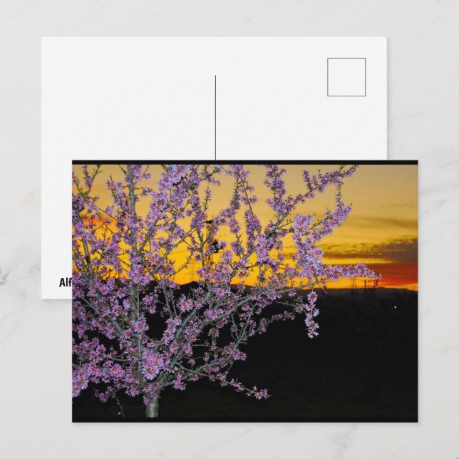 Postal Flor de Almendro Rosa en Cielo Amarillo (Anverso / Reverso)