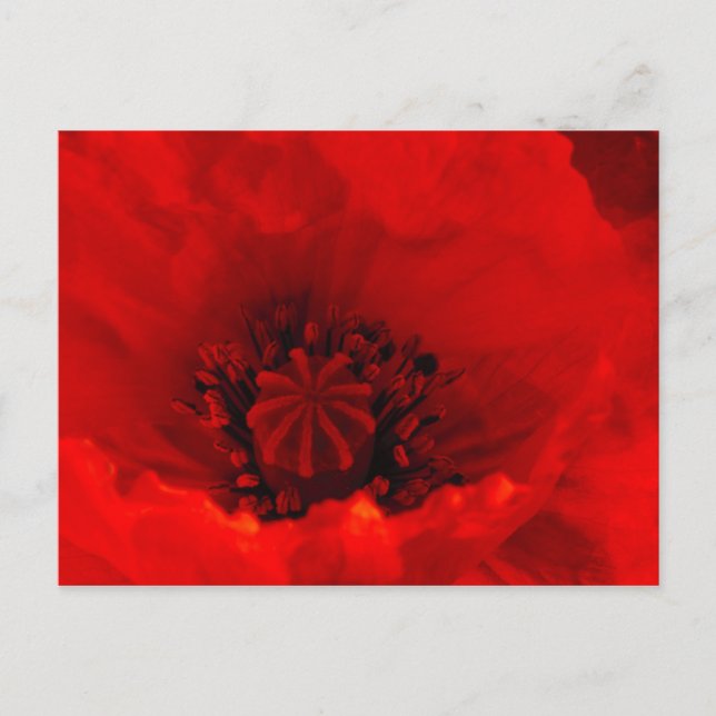 Postal Flor de amapola (Anverso)