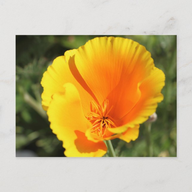 Postal Flor de amapola de California (Anverso)