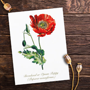 Postal Flor de amapola de opio botánico elegante