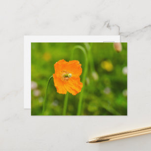 Postal Flor de amapola naranja en fotografía verde de ver