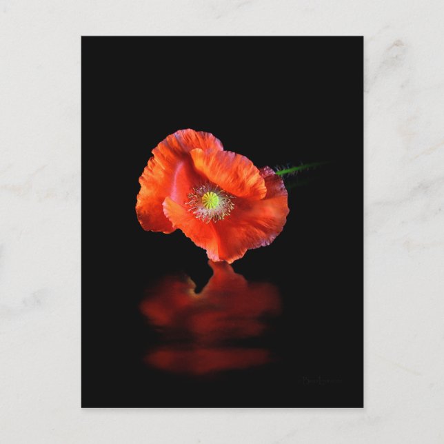 Postal Flor de amapola roja (Anverso)
