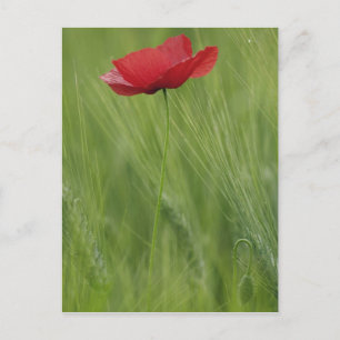 Postal Flor de amapola roja entre cultivo de trigo, Tosca