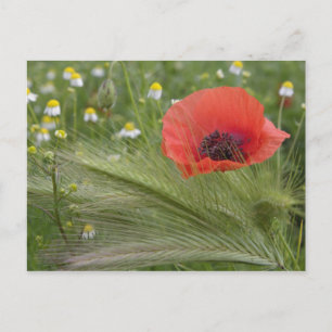 Postal Flor de amapola roja, Toscana, Italia
