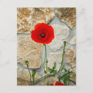 Postal Flor de amapola y pared de piedra detrás