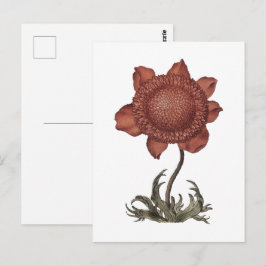 Postal Flor de anemona amapola roja