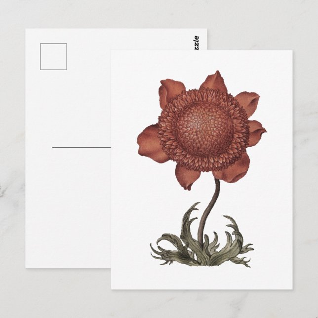 Postal Flor de anemona amapola roja (Anverso / Reverso)