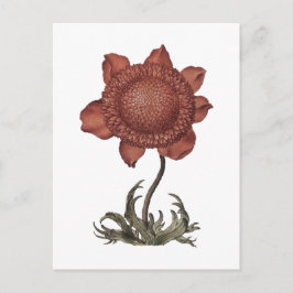 Postal Flor de anemona amapola roja