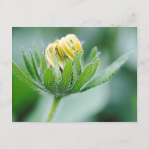 Postal Flor De Apertura De Flor De Cono